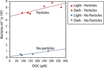 Influence of Light on Particulate Organic Matter Utilization by Attached and Free-Living Marine Bacteria